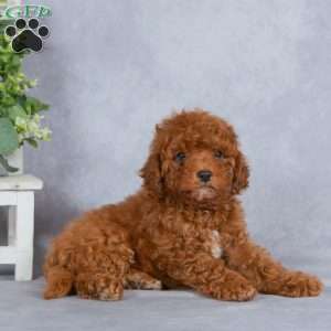Winston, Miniature Poodle Puppy